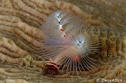 Spirobranchus-giganteus Bonaire Sampler-8m-20180219-Denis-ADER-DSC_6671_tn
